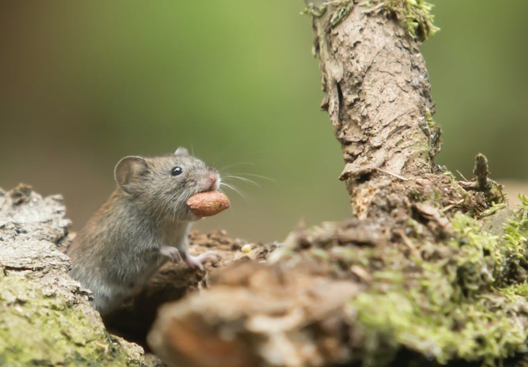 rats in dreams