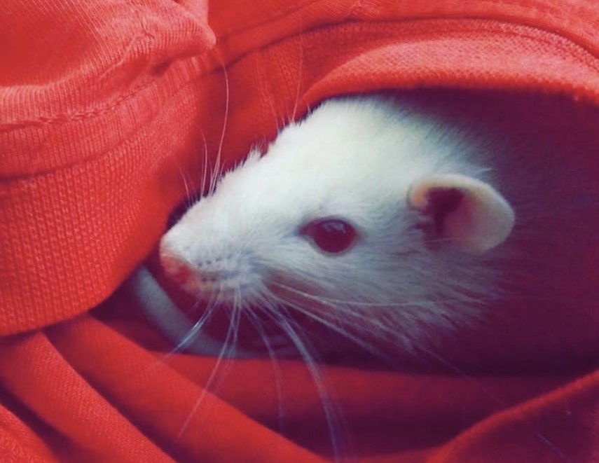 rats in dreams